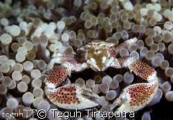 Porcelain crab...taken at Bunaken, Manado by Teguh Tirtaputra 